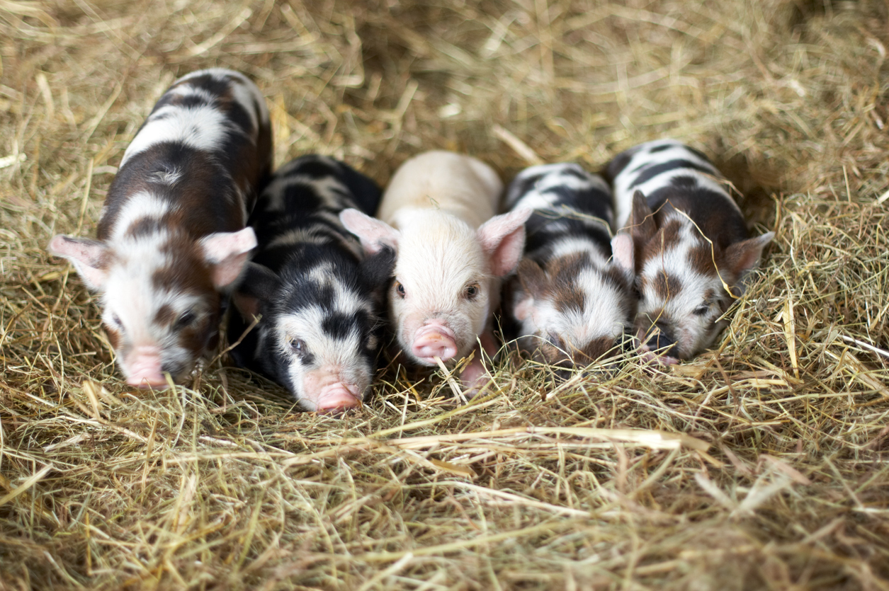 Piglets at Devon family farm attraction