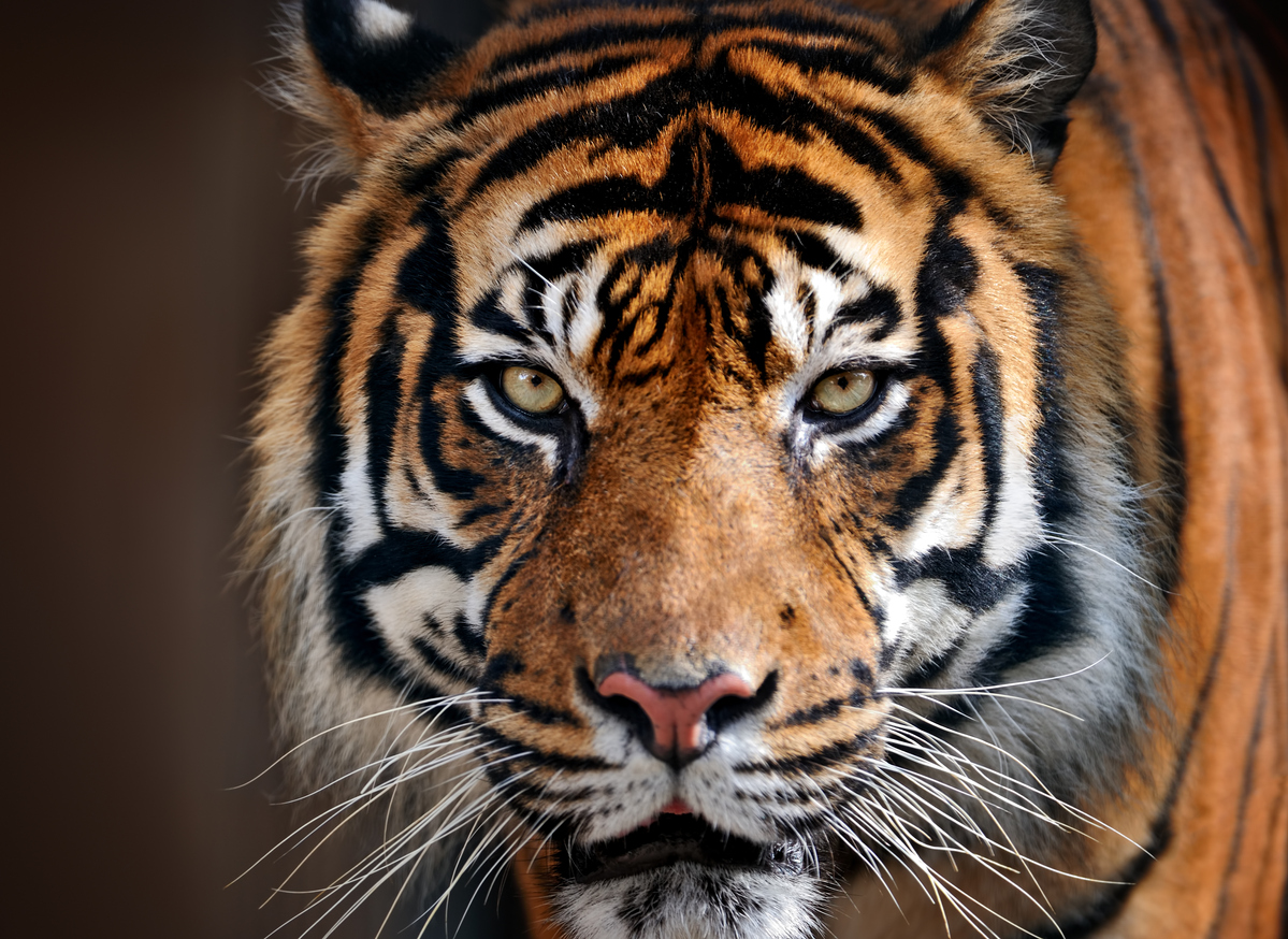 close-up of a tiger at Paignton Zoo Devon