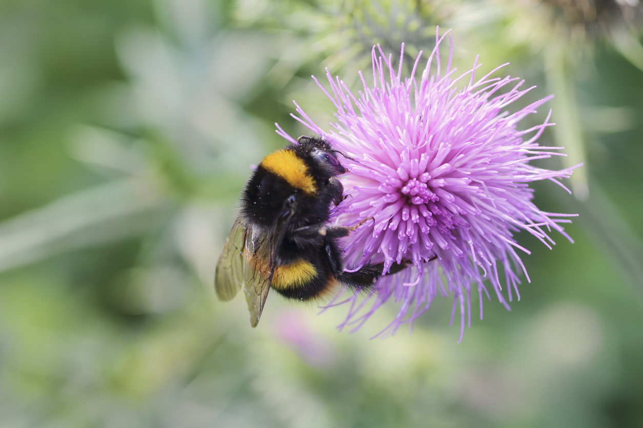 Pollination of a pink thistle flower by a large bumble bee, at Rosemoor Gardens Torrington